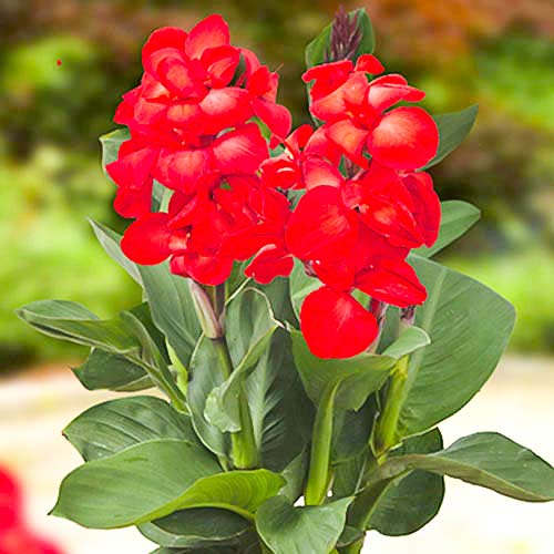 Канна Хэппи Кармен изображение 1 артикул 70364