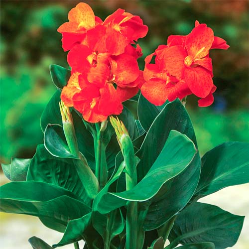 Канна Хэппи Клео изображение 1 артикул 76401