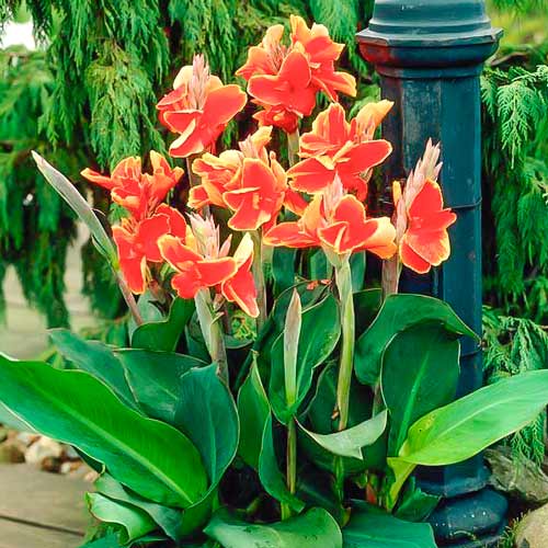 Канна Люцифер изображение 1 артикул 76197