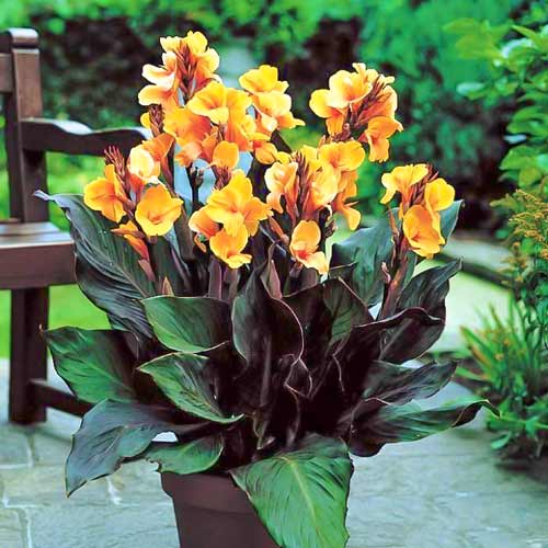 Канна Луи Коттон изображение 1 артикул 76196