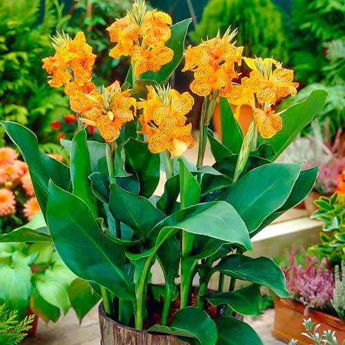 Канна Пикассо изображение 1 артикул 76198