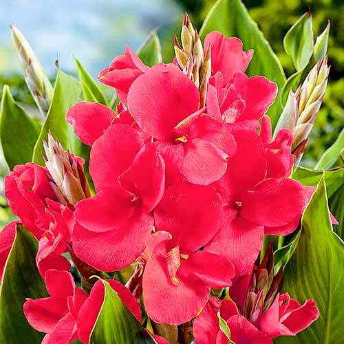 Канна Пинк Президент изображение 1 артикул 76199