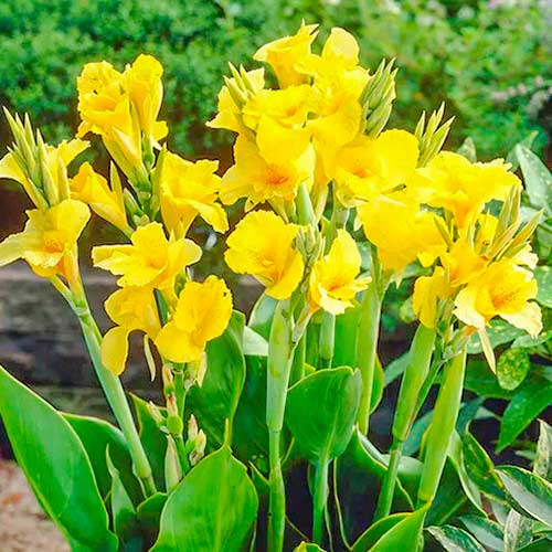 Канна Ричард Уоллес изображение 1 артикул 70366