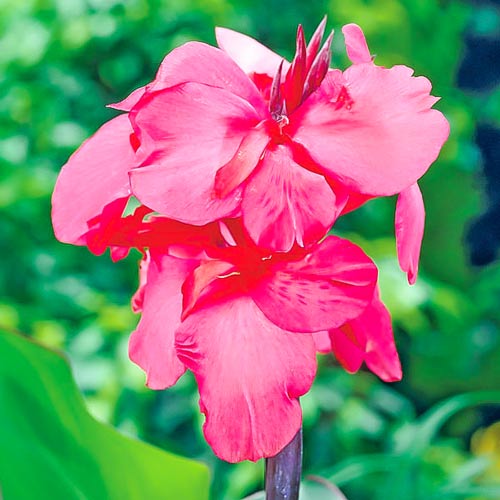 Канна Ватермелон изображение 1 артикул 76040