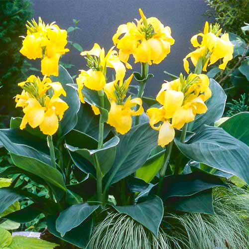 Канна Йеллоу изображение 1 артикул 70463