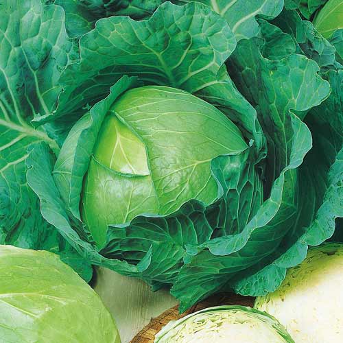 Капуста белокочанная Чудо на засол F1 изображение 1 артикул 71744
