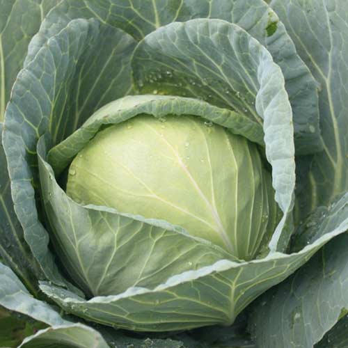 Капуста белокочанная Джигит F1 изображение 1 артикул 69784