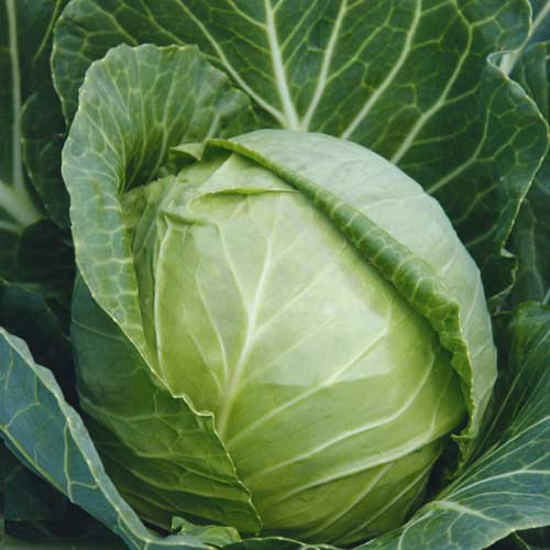 Капуста белокочанная Форсаж F1 артикул фото 1 Капуста белокочанная Форсаж F1 изображение 1 артикул 69785