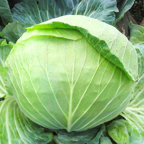 Капуста белокочанная Футбол F1 артикул фото 1 Капуста белокочанная Футбол F1 изображение 1 артикул 69786