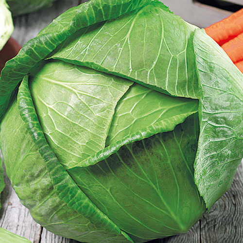 Капуста белокочанная Королева засолки F1 Premium Seeds изображение 1 артикул 83749