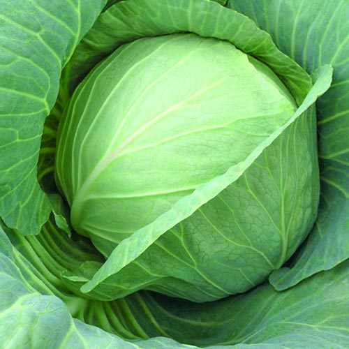 Капуста белокочанная Сахарная молния F1 Уральский дачник изображение 1 артикул 74167