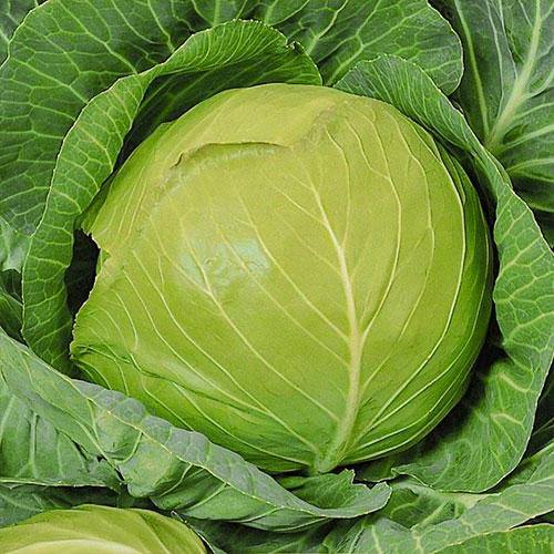Капуста белокочанная Санькина любовь F1 Уральский дачник артикул фото 1 Капуста белокочанная Санькина любовь F1 Уральский дачник изображение 1 артикул 83022