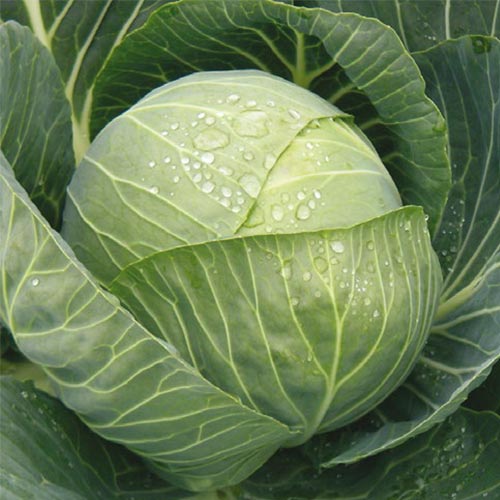 Капуста белокочанная Северянка F1 изображение 1 артикул 83751