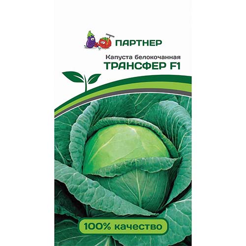 Капуста белокочанная Трансфер F1 Партнер артикул фото 1 Капуста белокочанная Трансфер F1 Партнер изображение 1 артикул 81013
