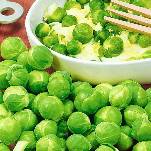 Капуста брюссельская Диабло F1 изображение 1 артикул 65715