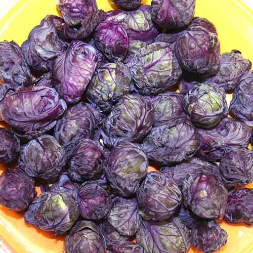 Капуста брюссельская Изабелла, семена изображение 2 артикул 65336