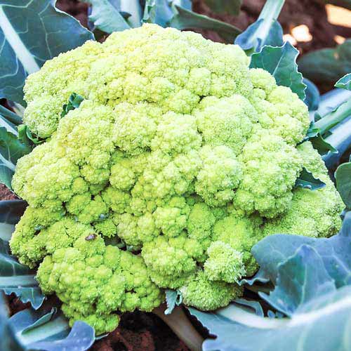 Капуста цветная Броккаули F1 Русский огород НК артикул фото 1 Капуста цветная Броккаули F1 Русский огород НК изображение 1 артикул 69888