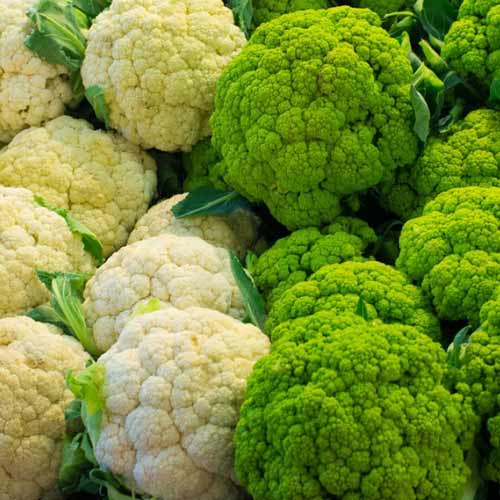 Капуста цветная Две сестры, смесь семян изображение 1 артикул 71747