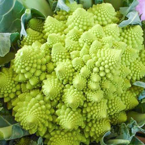 Капуста цветная Изумрудный кубок, семена изображение 1 артикул 65925