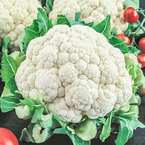 Капуста цветная Скайвокер F1, семена изображение 1 артикул 65724