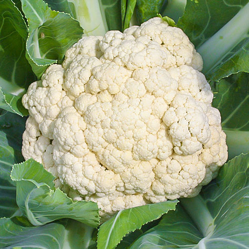 Капуста цветная Сливочный пломбир F1 Уральский дачник изображение 1 артикул 83119