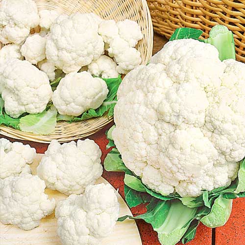 Капуста цветная Старгейт F1 изображение 1 артикул 65725