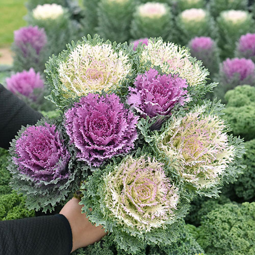 Капуста декоративная Кружевница, смесь окрасок Premium Seeds изображение 1 артикул 83908