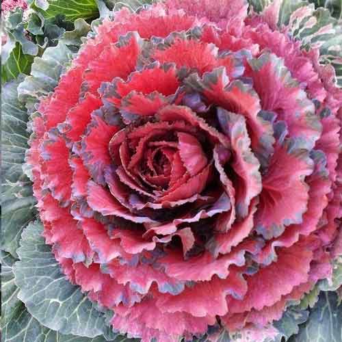 Капуста декоративная Осака красная F1 изображение 1 артикул 65833