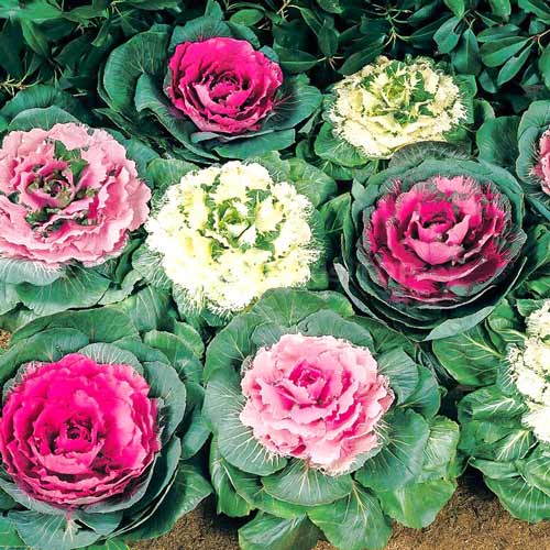 Капуста декоративная Санрайз F1, смесь окрасок изображение 1 артикул 69942