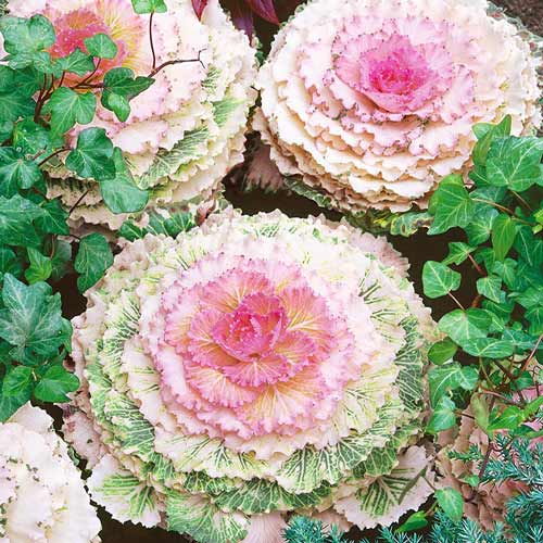 Капуста декоративная Зимняя сказка F1, смесь окрасок изображение 1 артикул 69941