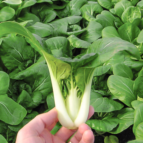 Капуста китайская пак-чой Тибетский лекарь Уральский дачник изображение 1 артикул 83055