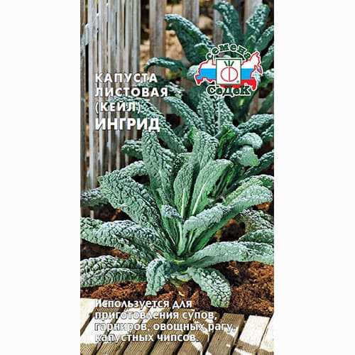 Капуста листовая (кале) Ингрид Седек изображение 1 артикул 84058
