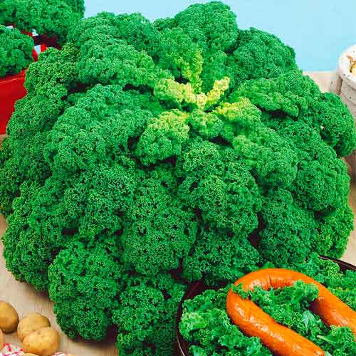 Капуста листовая Кадет изображение 1 артикул 71830