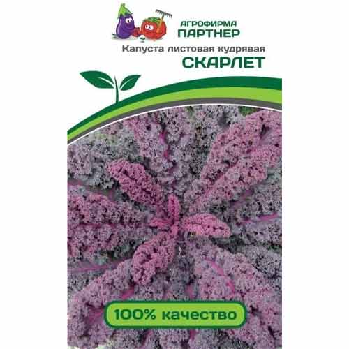 Капуста листовая кудрявая (кале) Скарлет Партнер изображение 1 артикул 73447