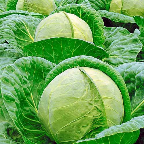 Капуста белокочанная Малахит F1, семена артикул фото 1 Капуста белокочанная Малахит F1, семена изображение 1 артикул 65712