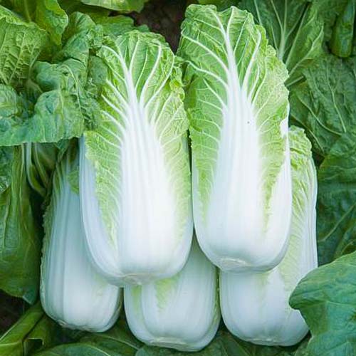 Капуста пекинская Билко F1 изображение 1 артикул 81135