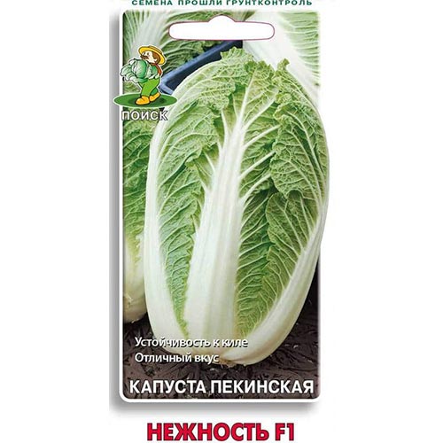 Капуста пекинская Нежность F1 Поиск артикул фото 1 Капуста пекинская Нежность F1 Поиск изображение 1 артикул 81887