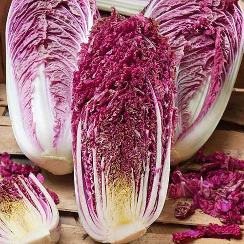 Капуста пекинская Пурпурное чудо F1 Русский огород НК изображение 1 артикул 85000