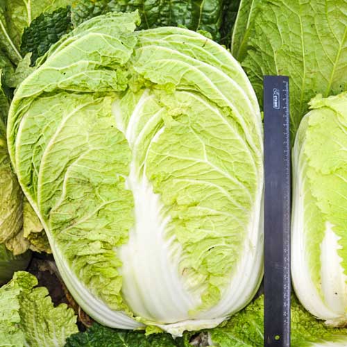 Капуста пекинская Русский Размер F1 изображение 1 артикул 69887