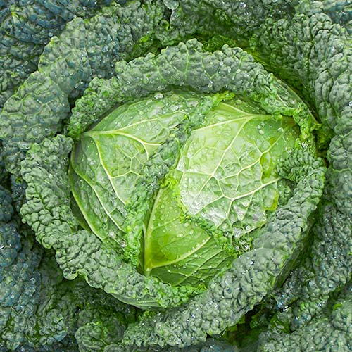 Капуста савойская Мелисса F1 изображение 1 артикул 81141