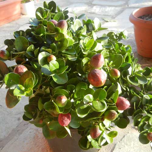 Карисса (слива комнатная) изображение 1 артикул 01235