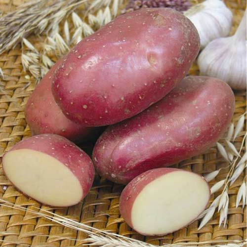 Картофель Ажур Седек изображение 1 артикул 84884