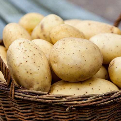 Картофель Армада изображение 1 артикул 4527