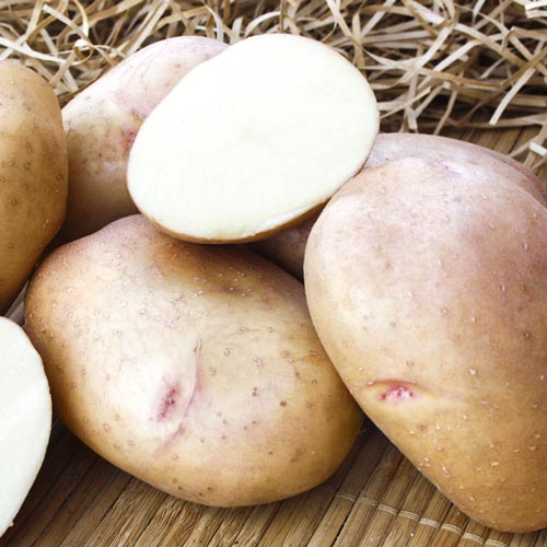 Картофель Жуковский ранний изображение 1 артикул 7831