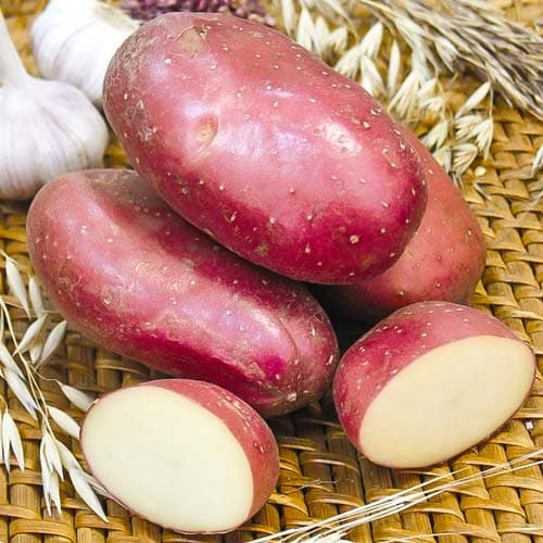 Картофель Красавчик изображение 1 артикул 7883