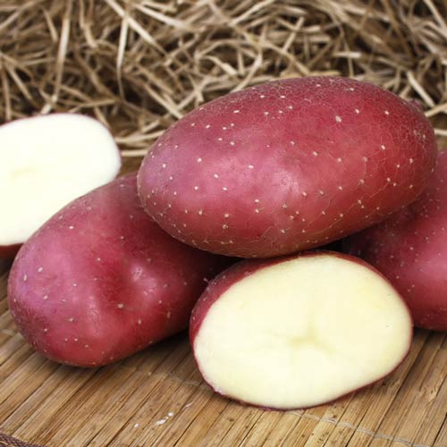 Картофель Маяк изображение 1 артикул 7845