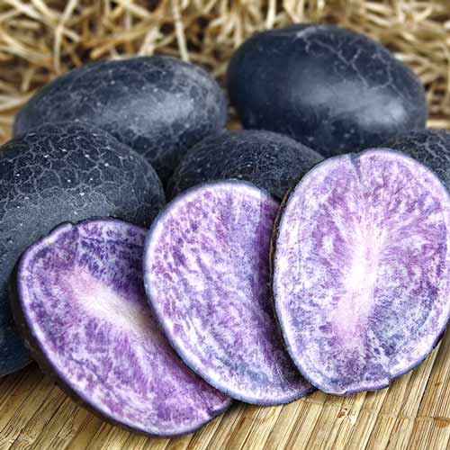 Картофель Майами изображение 1 артикул 7832