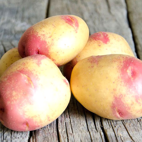 Картофель Пикассо Уральский дачник изображение 1 артикул 83110