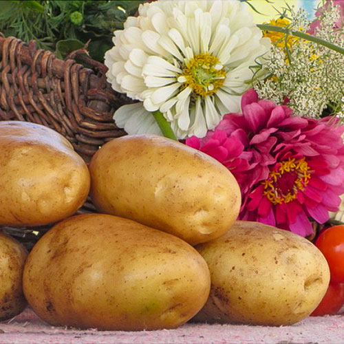 Картофель Санте изображение 1 артикул 4529