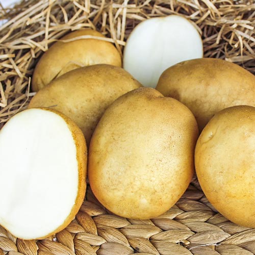 Картофель Триумф изображение 1 артикул 7886